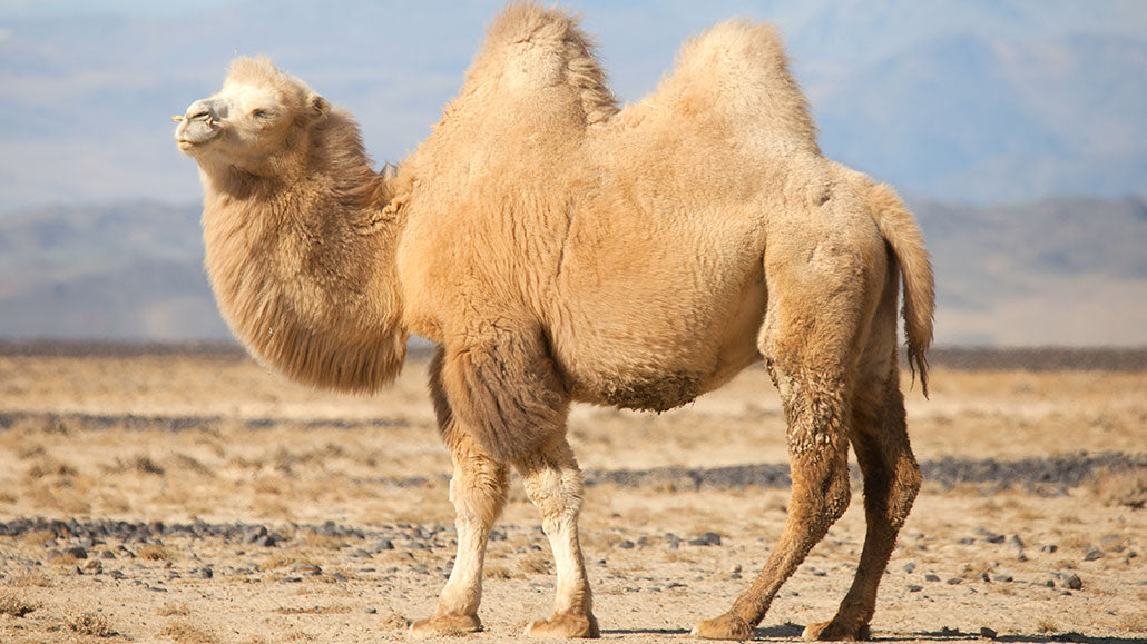 Why Do I Get Camel Toes? – Paris&I